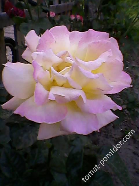 Роза белая, фото 3