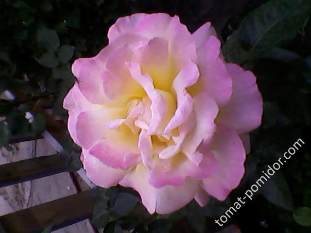Роза белая, фото 4