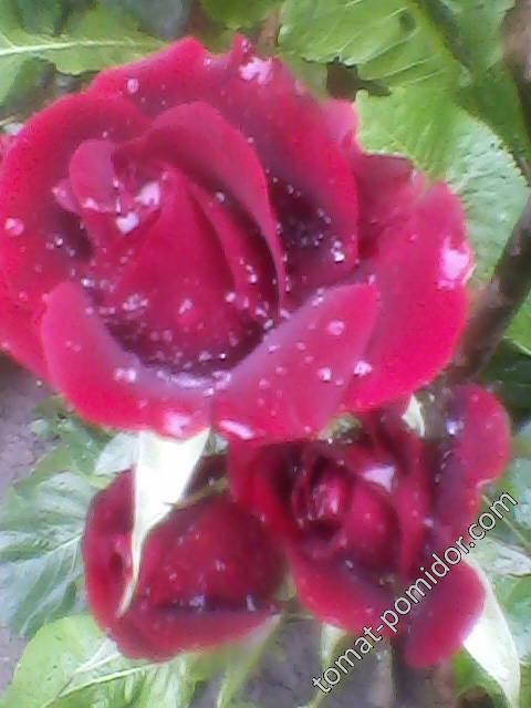 Роза бордо, фото 3