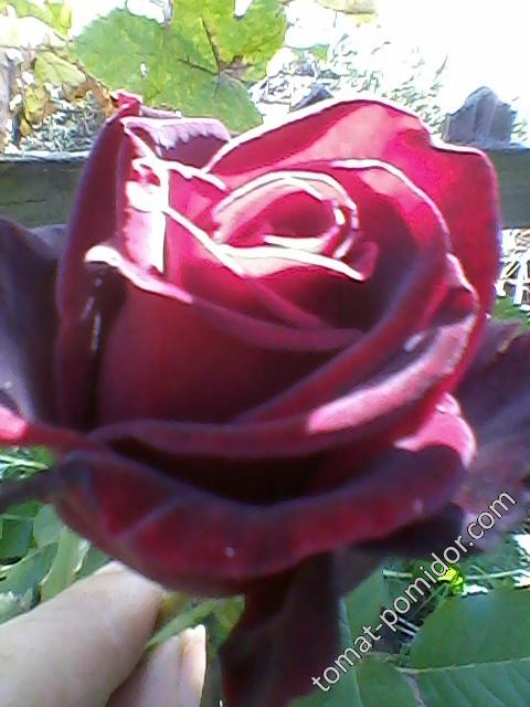Роза бордо, фото 4