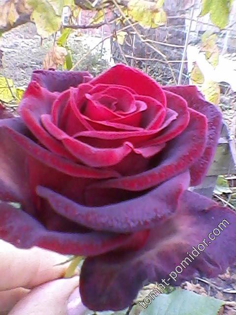 Роза бордо, фото 5