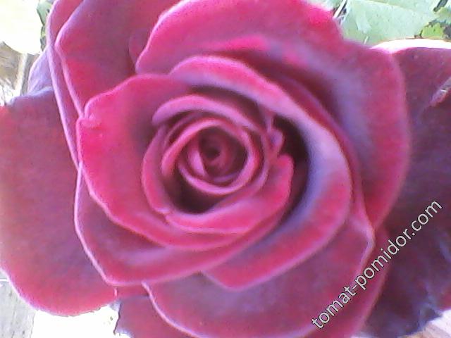 Роза бордо, фото 6