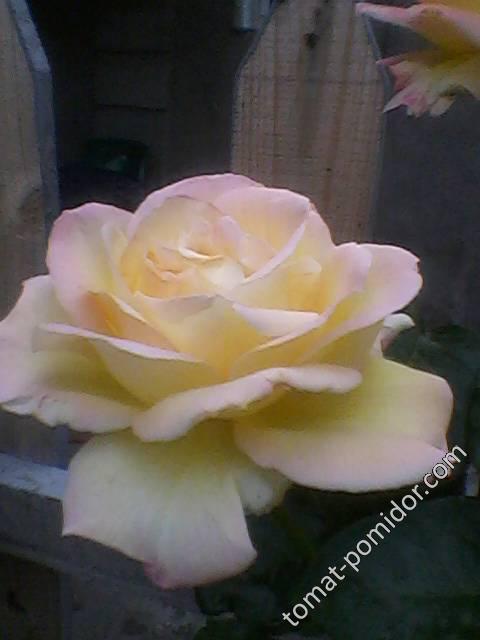 Роза желтая, фото 2