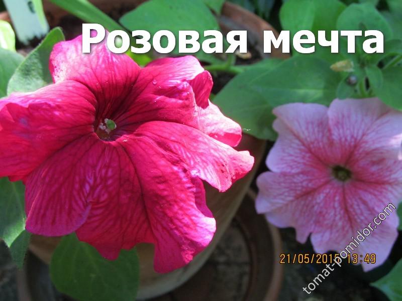 Петуния "Розовая мечта"