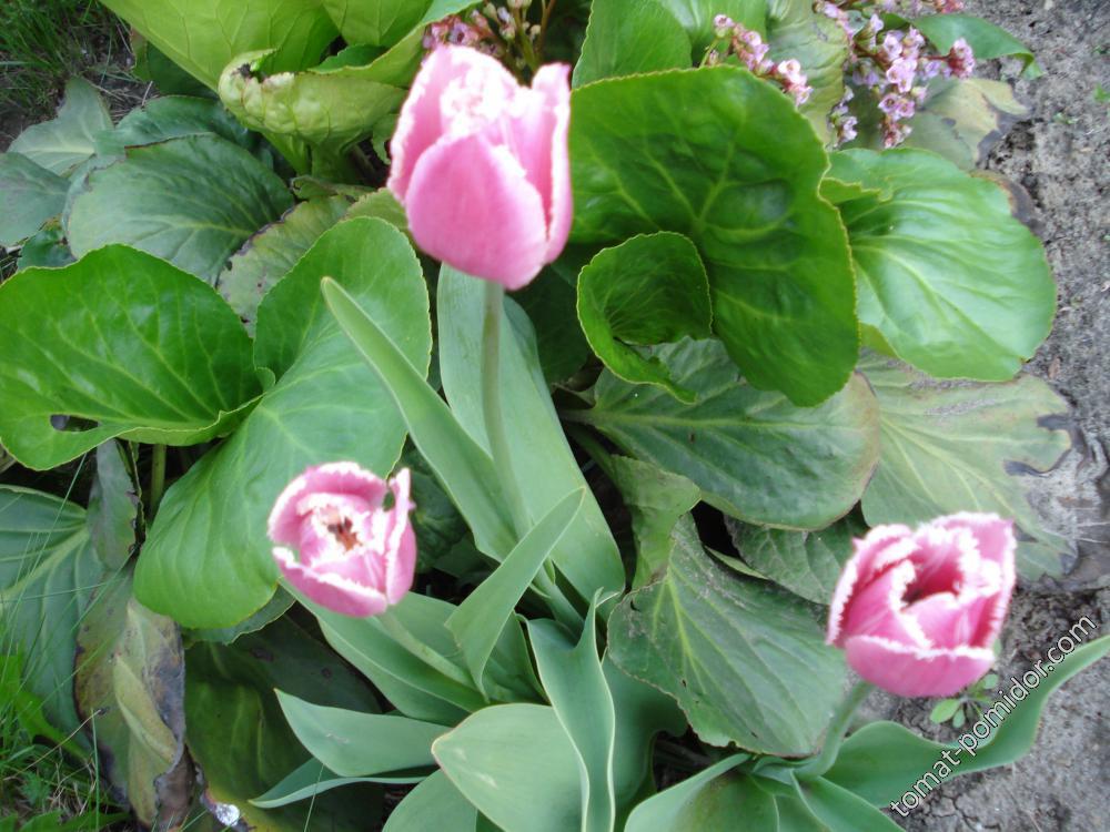 бахромчатые тюльпаны