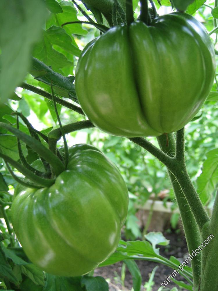 Upstate Oxheart Tomato