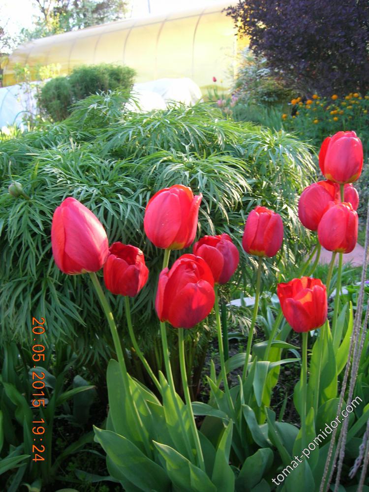 20 мая - тюльпаны