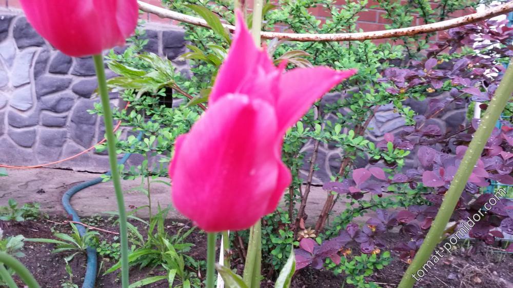 тюльпан лилиецветный