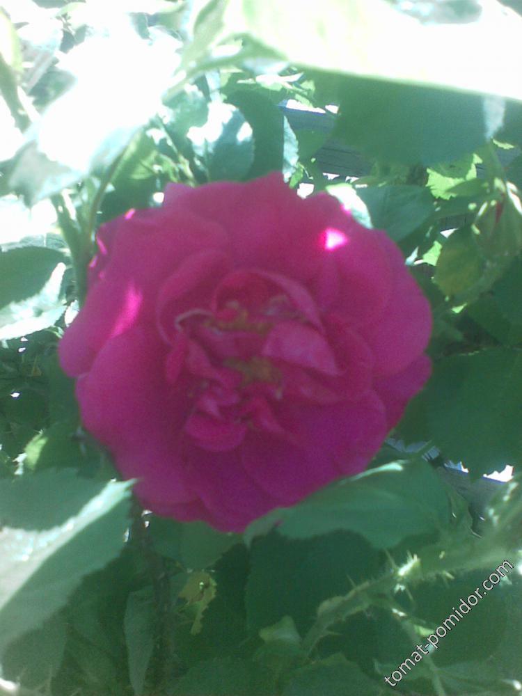 23.05-первая роза  в 2015-м