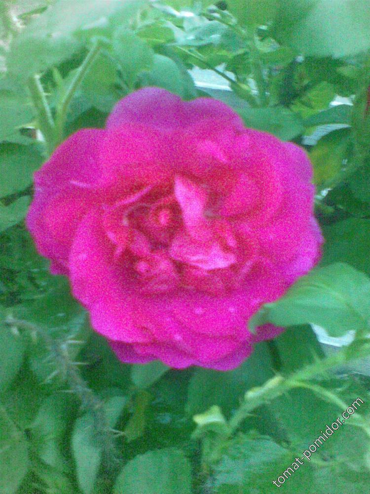 23.05-первая роза  в  2015-м