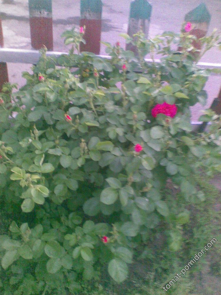 23.05 - первая роза  в  2015-м