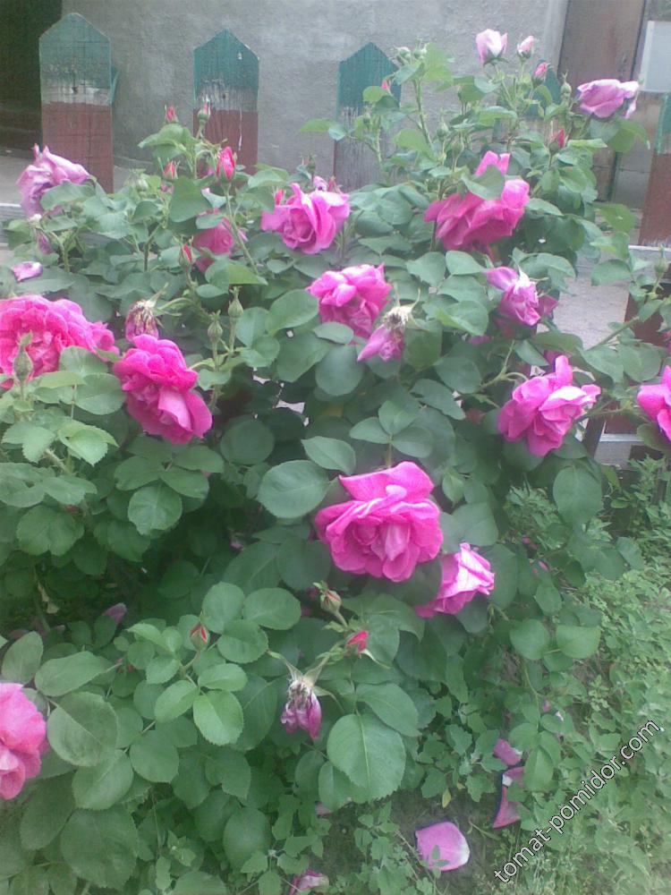 Садово-парковая роза в полной красе