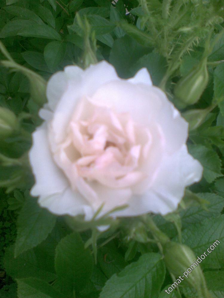 Роза белая садово-парковая (цветок)