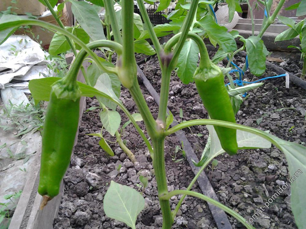 Маркони