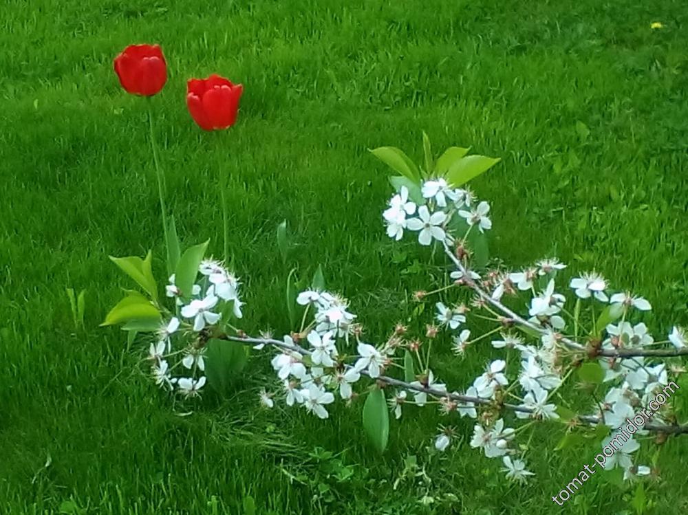 Одичавшие тюльпаны на газоне