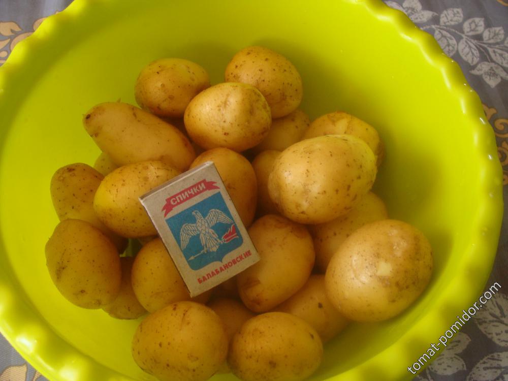 первая картошка