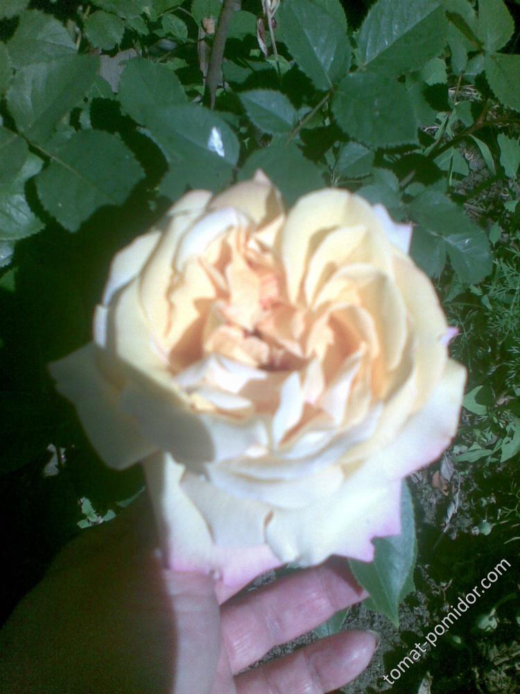 Роза кремовая 1