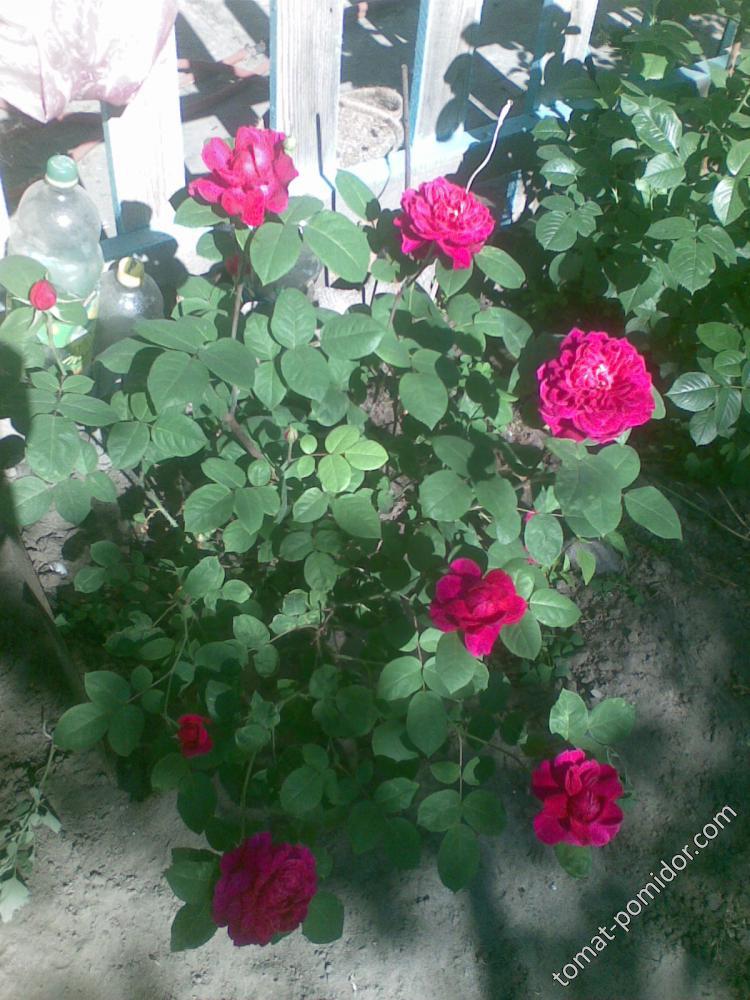 Куст плетистой розы в цвету