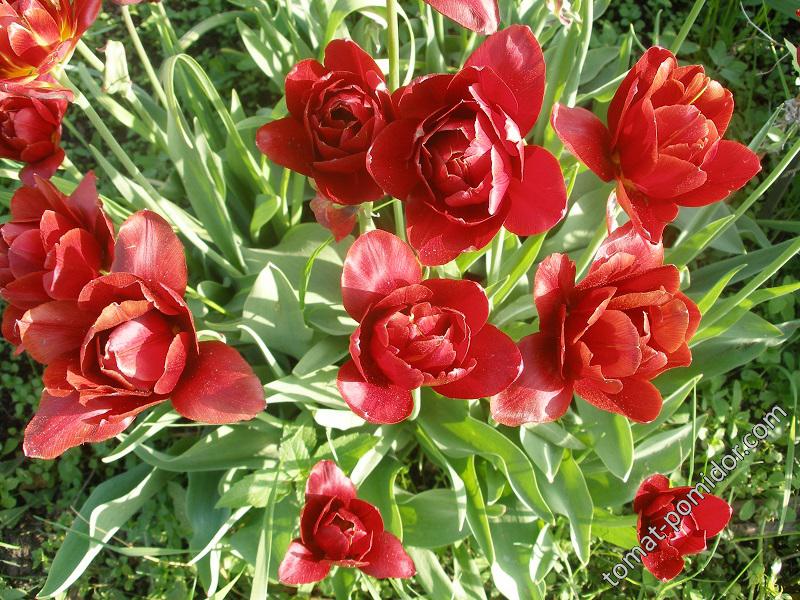 Душистые тюльпаны