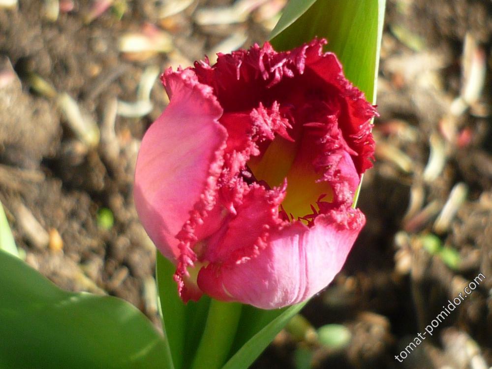 Бахромчатый тюльпан
