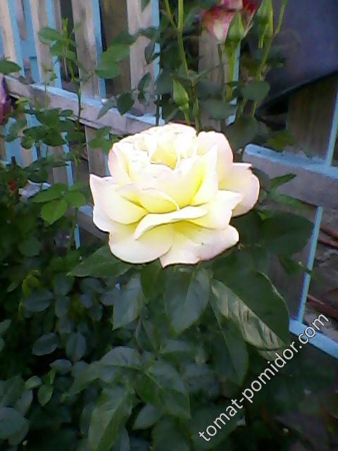 Роза кремовая2