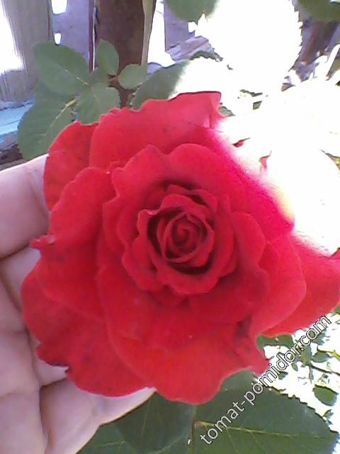 Роза красно-оранжевая2
