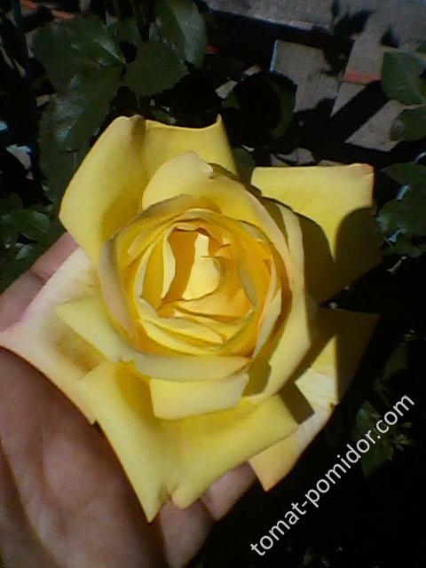 Роза желтая2