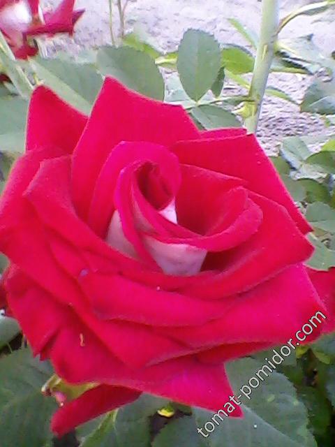 Роза красная1