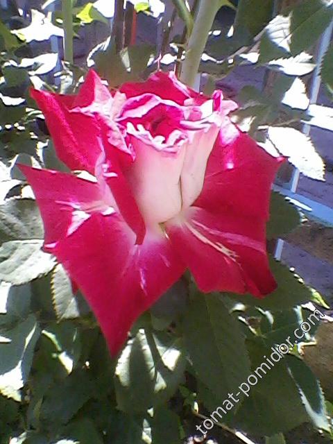 Роза красная2