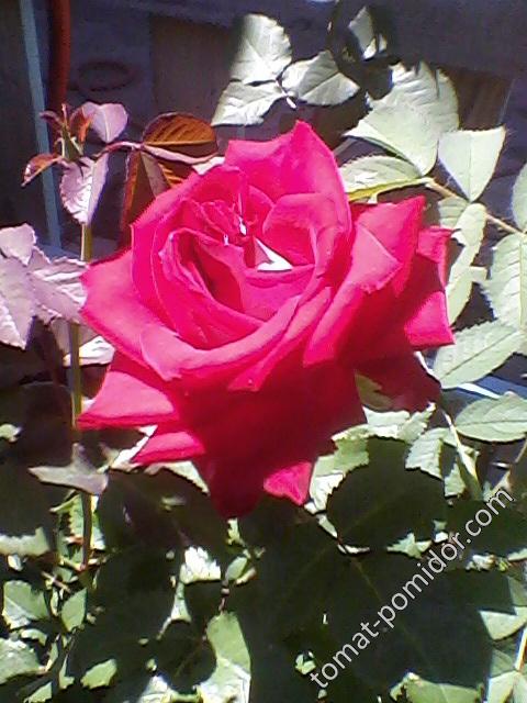 Роза красная4