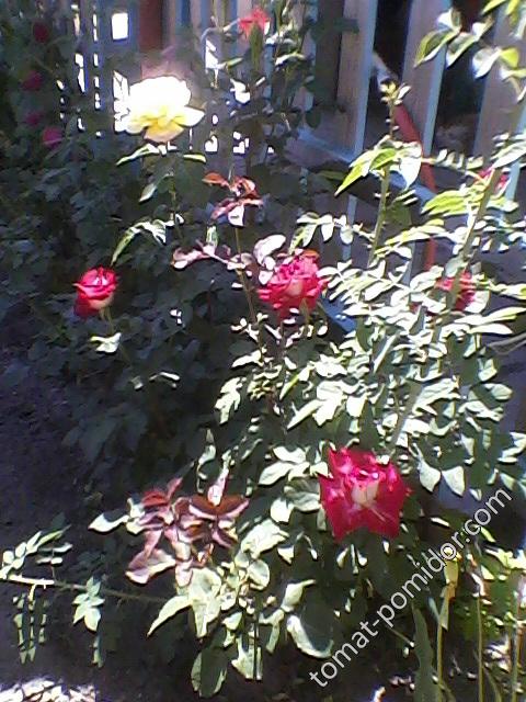 Роза красная куст