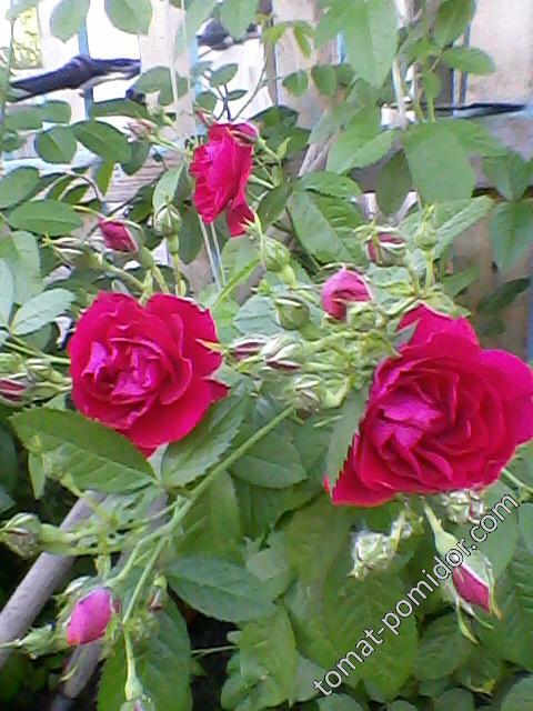 Розы плетистые2