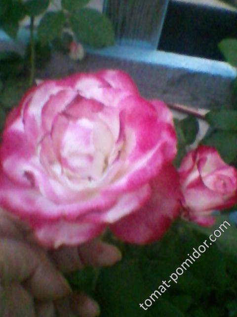 Роза белая с кантом1
