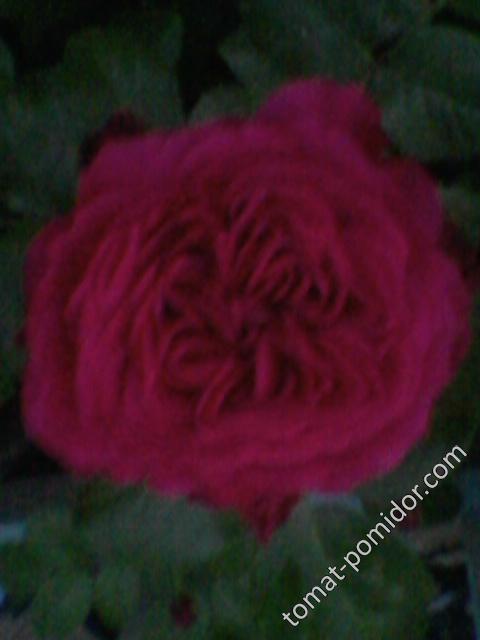 Малиновая роза2