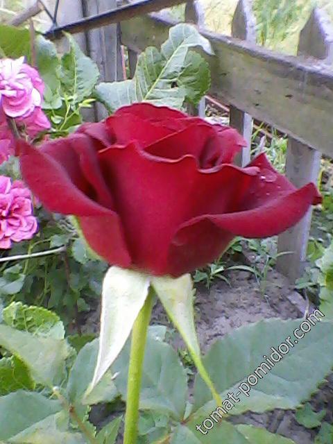 Роза темно-бордо