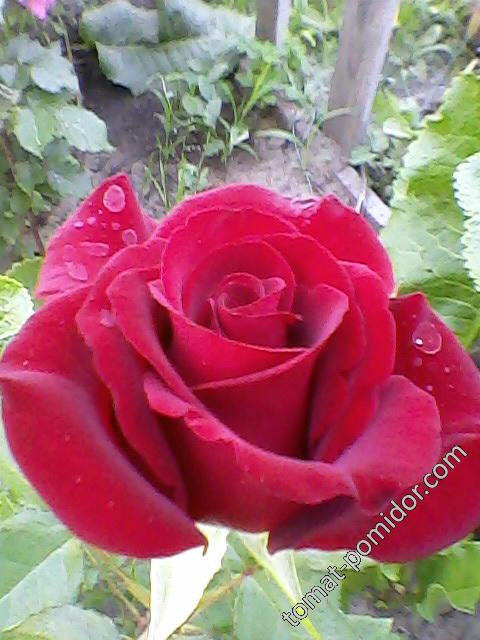 Роза темно-бордо3