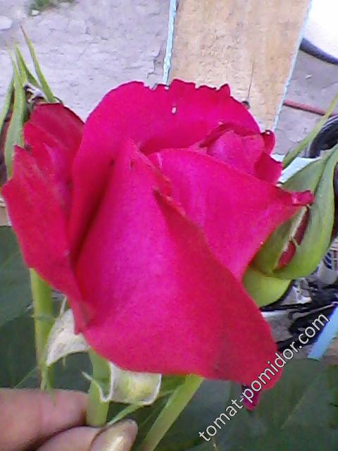Роза бордо1