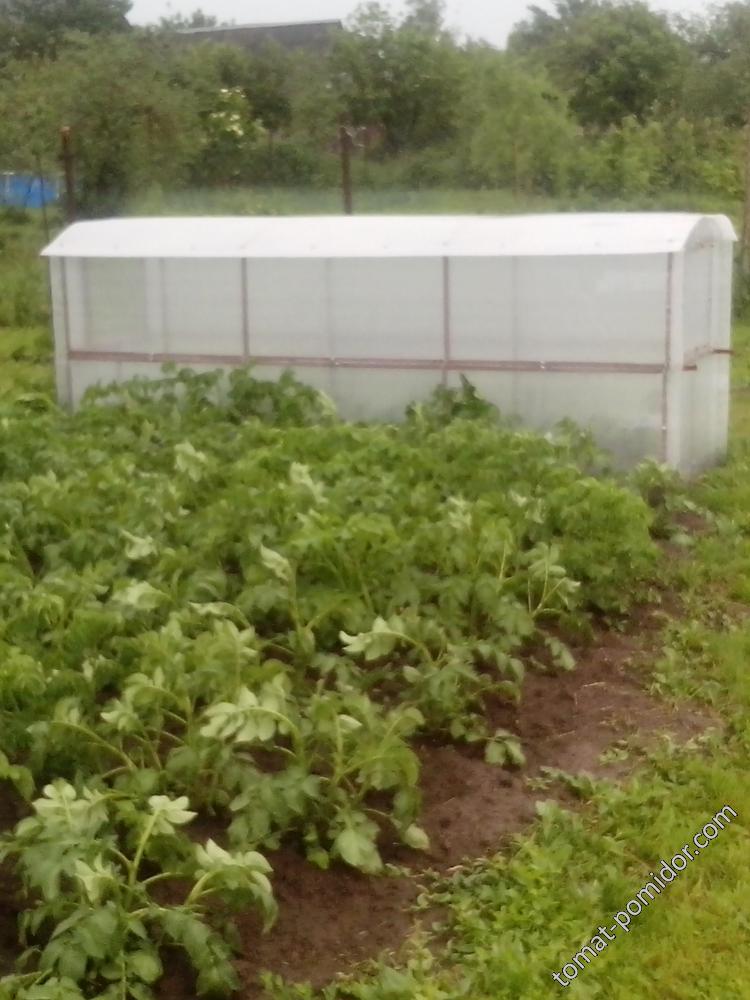 Парник под перец