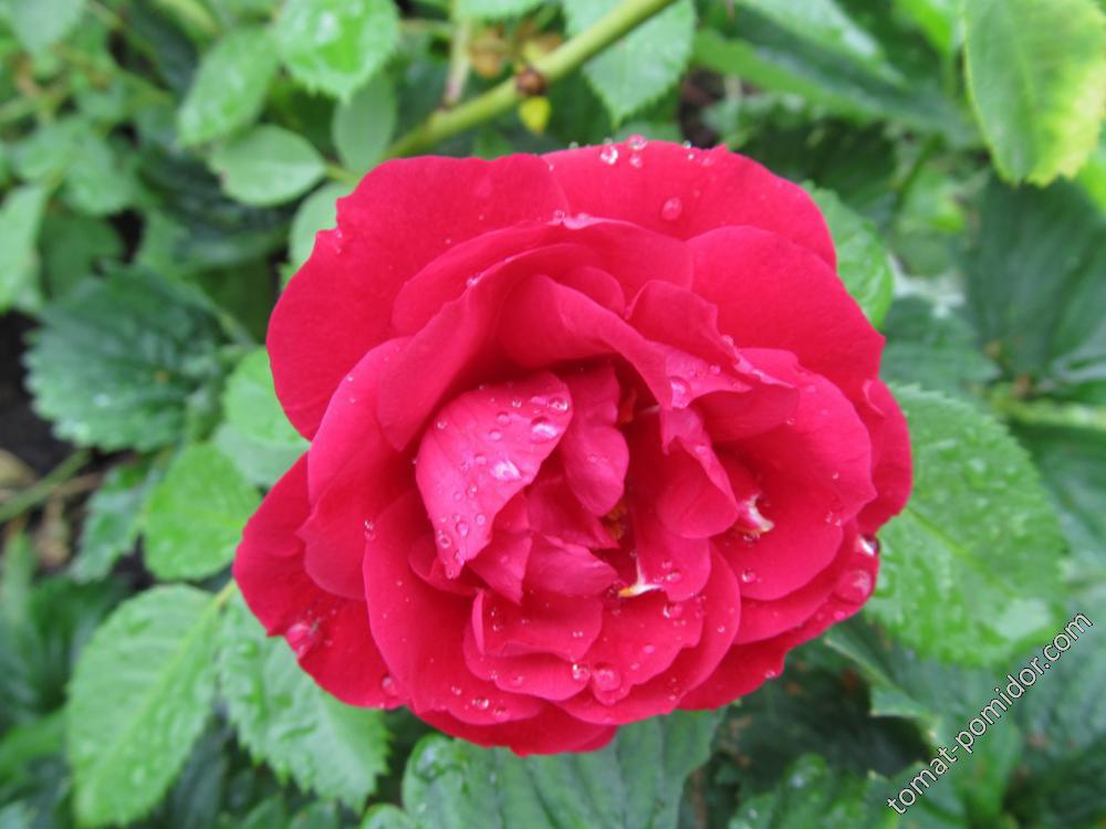 Роза от Галочки