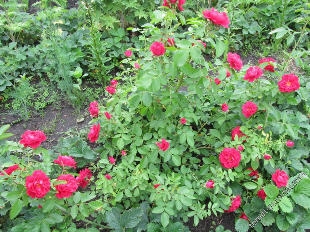 роза от Галочки64