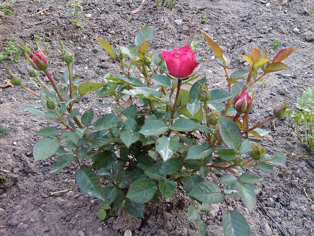 Роза мини