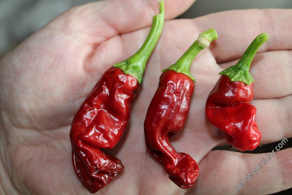 Peter pepper