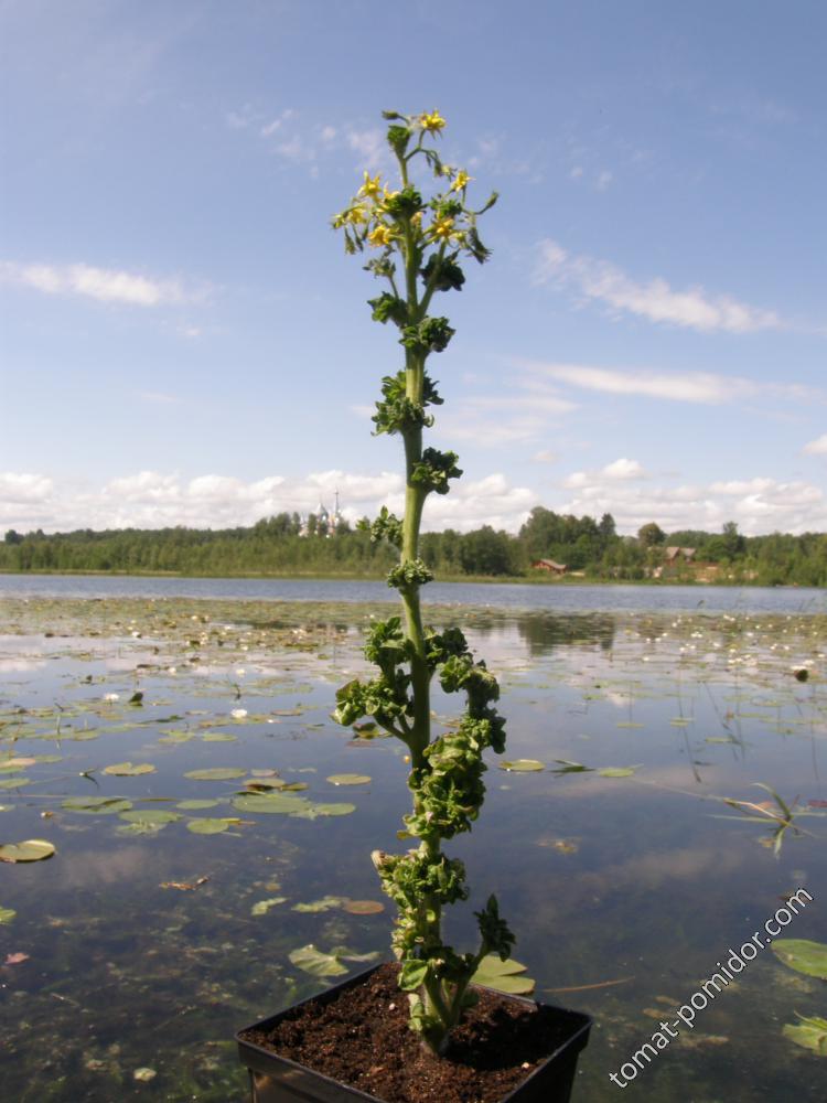 Помидор Stick tomato в горшочке