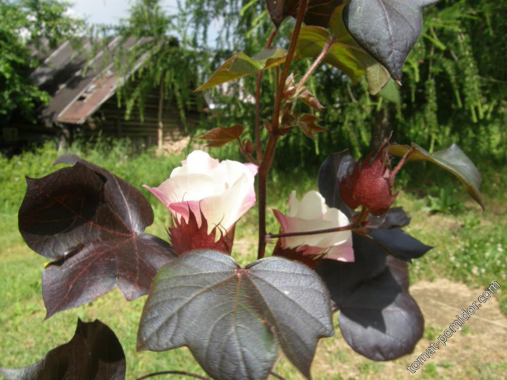 Black cotton Nigra расцвел (хлопок)