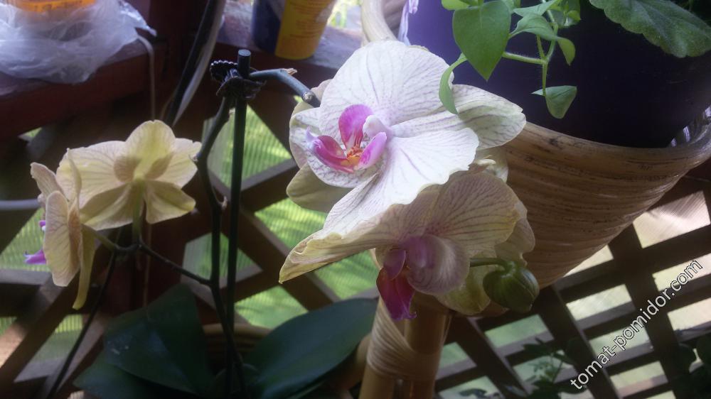 орхидея 27.06