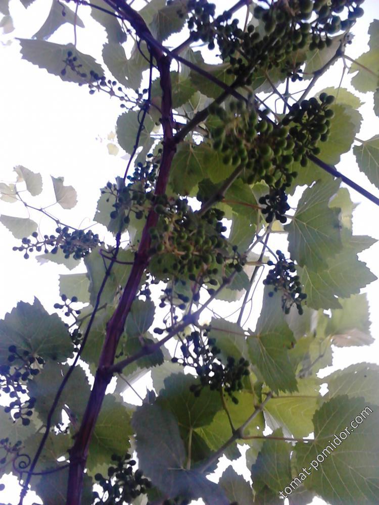 Grapes