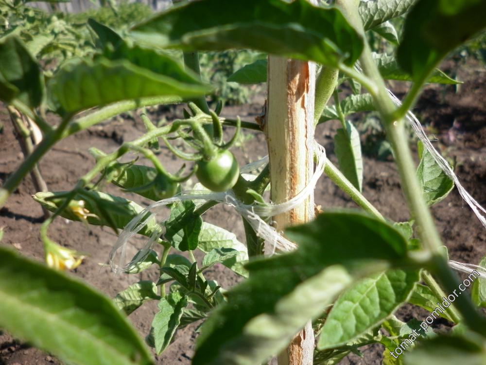 Crazy Cherry Tomato