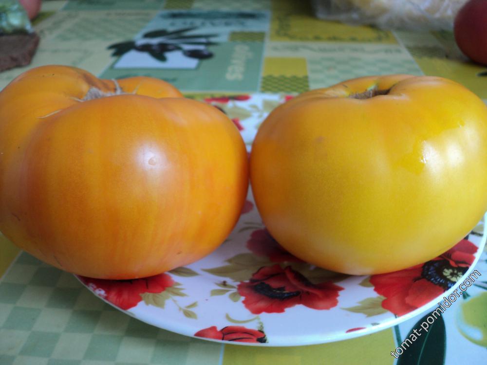 Микада  оранжевая и Микадо жёлтый.