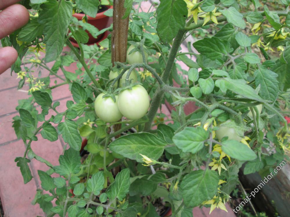 Garden Pearl