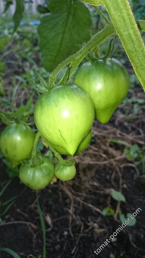 Клубничное дерево Сиб.Сад.